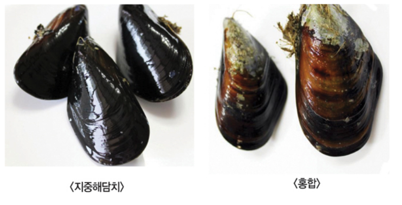 홍합과 담치 차이점 맛은 크기 영양소 효능은? - 경제 금융 대출 재테크 맛집