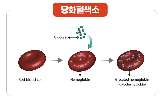 당화혈색소 뜻과 의미 